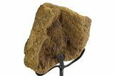 Fossil Triceratops Vertebra Section w/ Metal Stand - South Dakota #363611-2